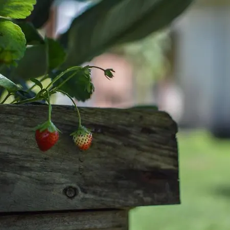 Bed & Breakfast Helianthe 3*