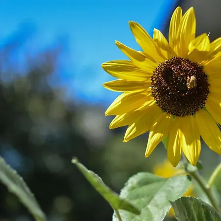 Helianthe Bed & Breakfast