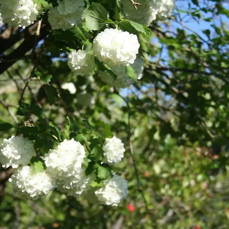 Bed & Breakfast Helianthe