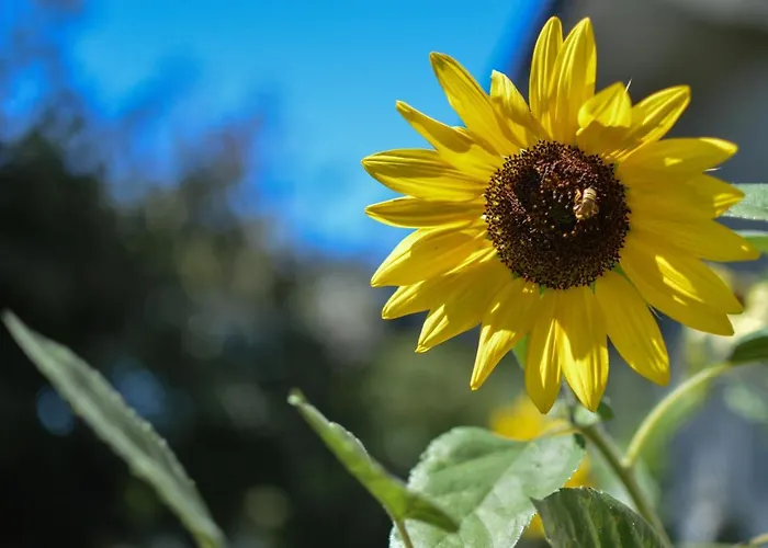 Helianthe Bed & Breakfast