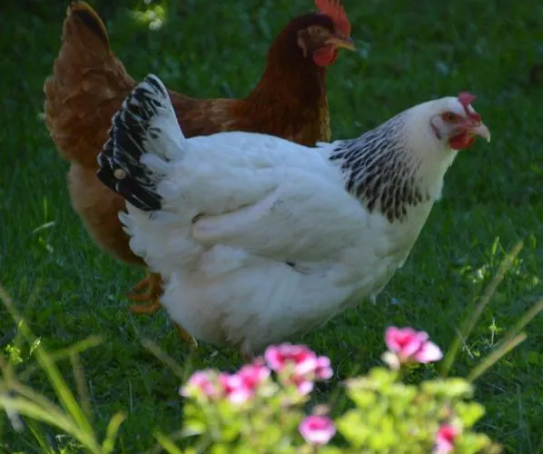 Bed & Breakfast Helianthe 3*